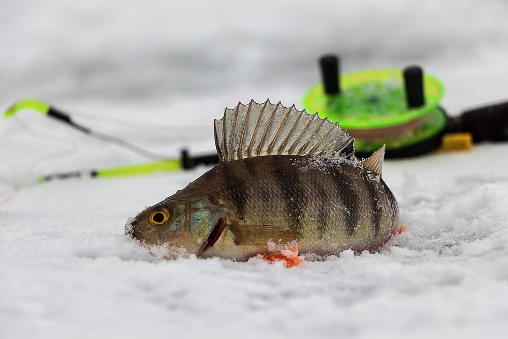 How To Ice Fish For Perch Fish Finder Tech