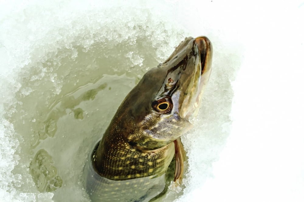 How To Ice Fish For Pike Fish Finder Tech